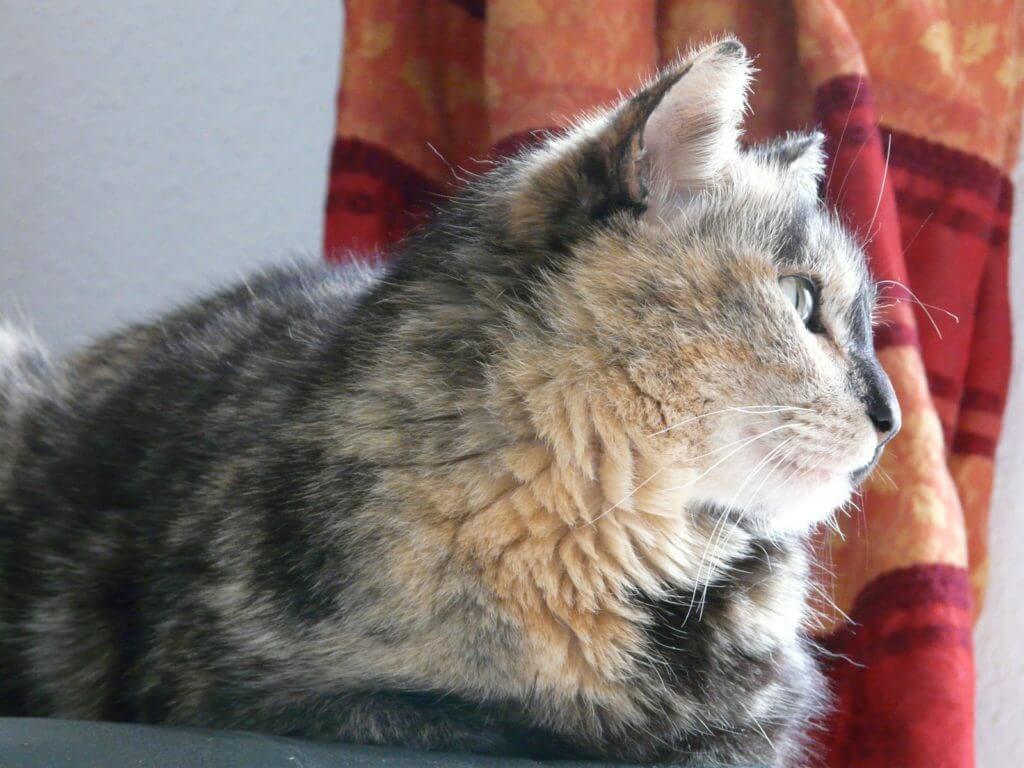 Chatte de 17 ans