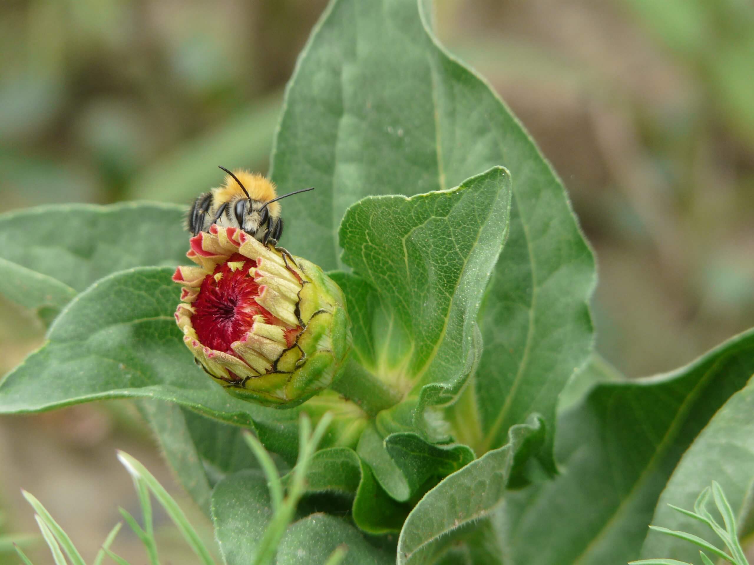 Bourdon sur tournesol