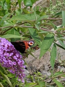 Papillon