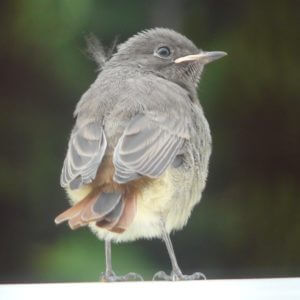 Oiseau queue rouge