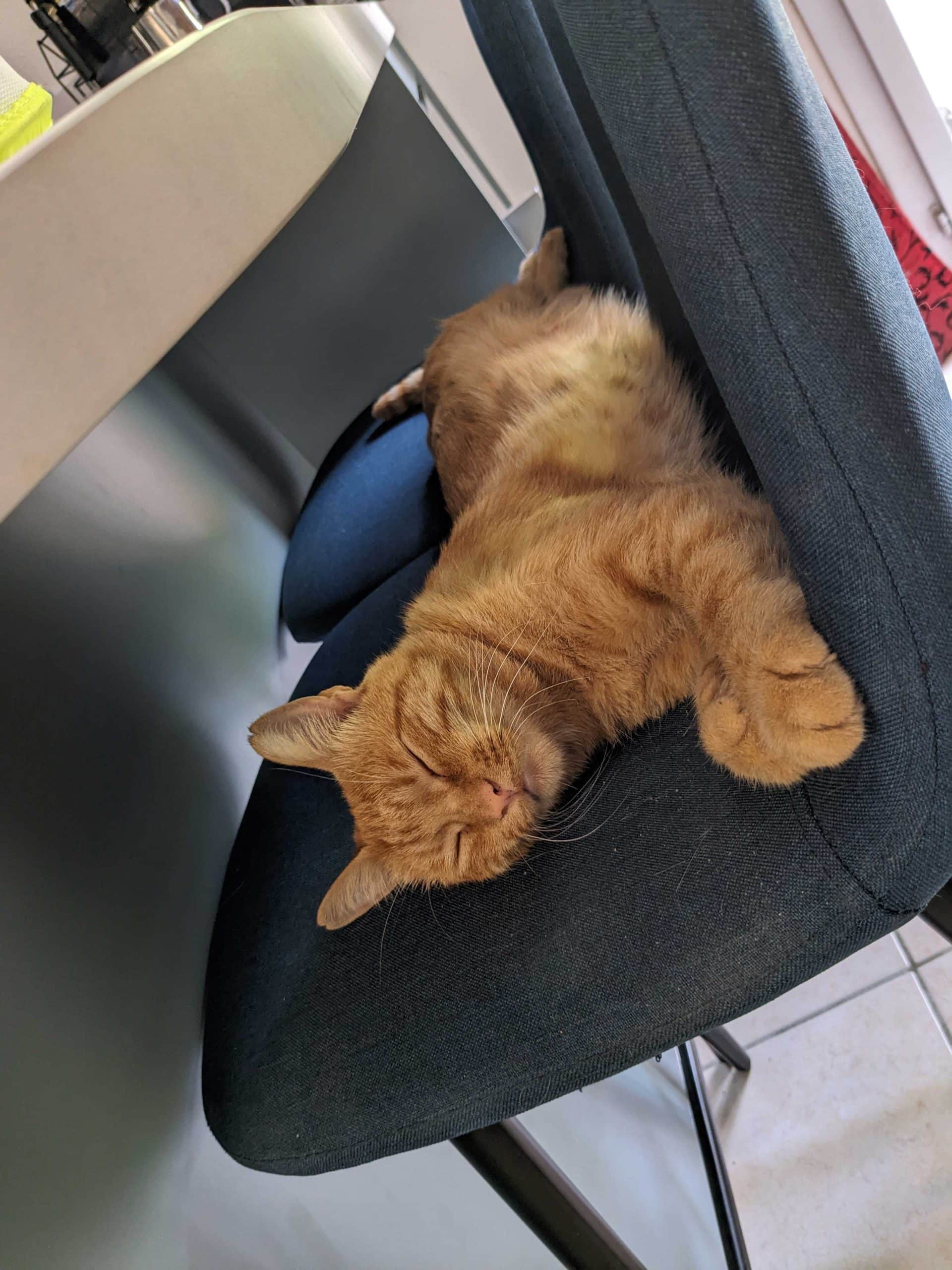 bastet arbreàchat