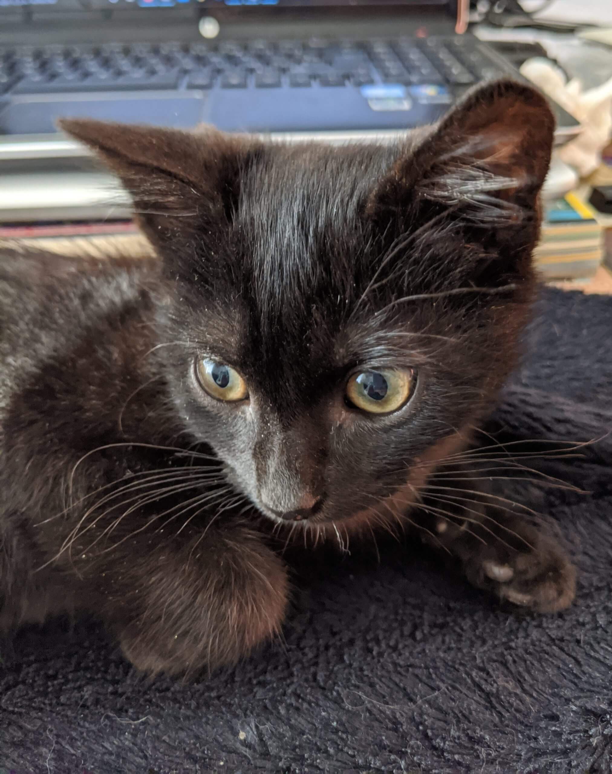 Chaton noir
