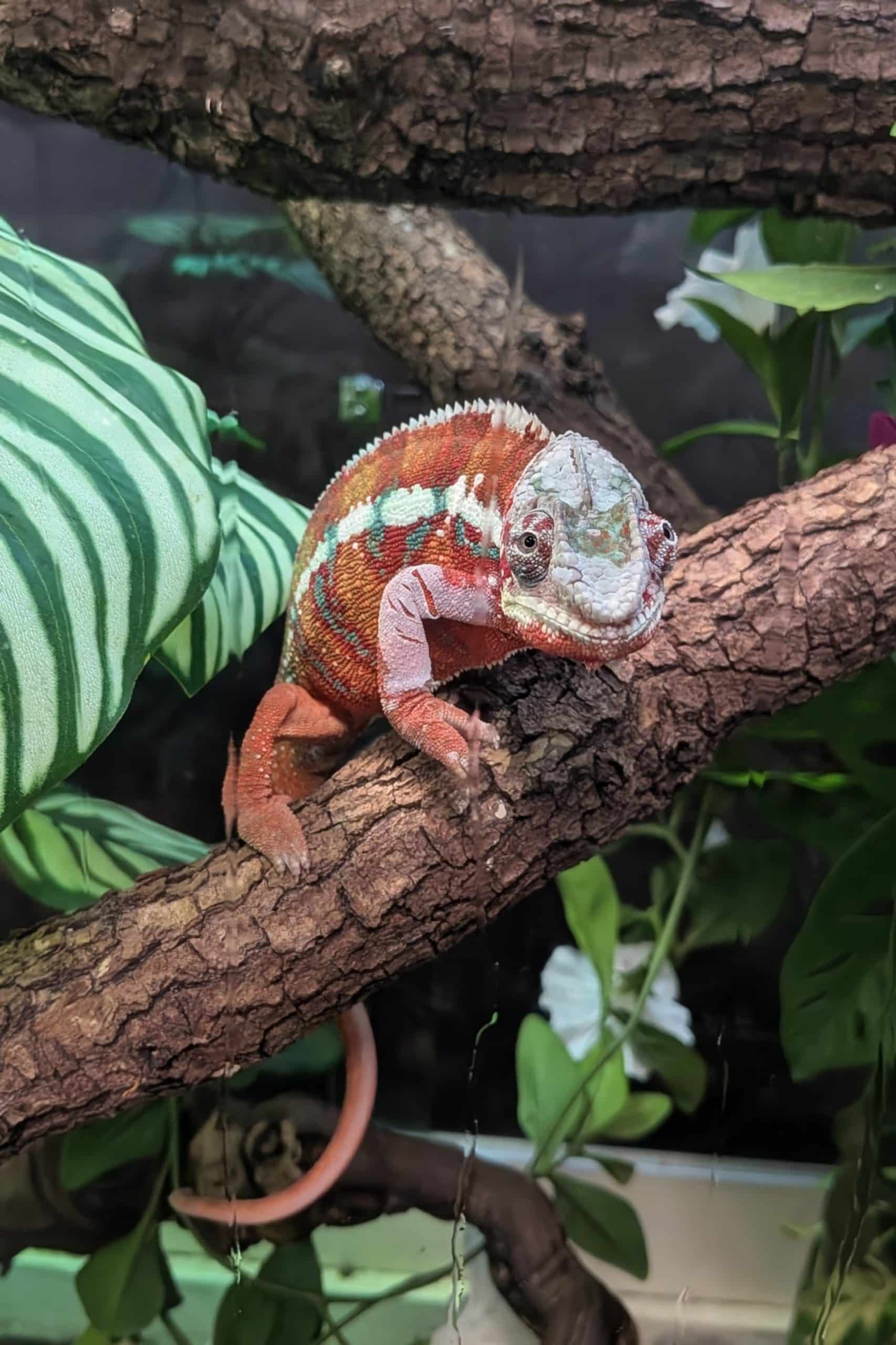 Caméléon 