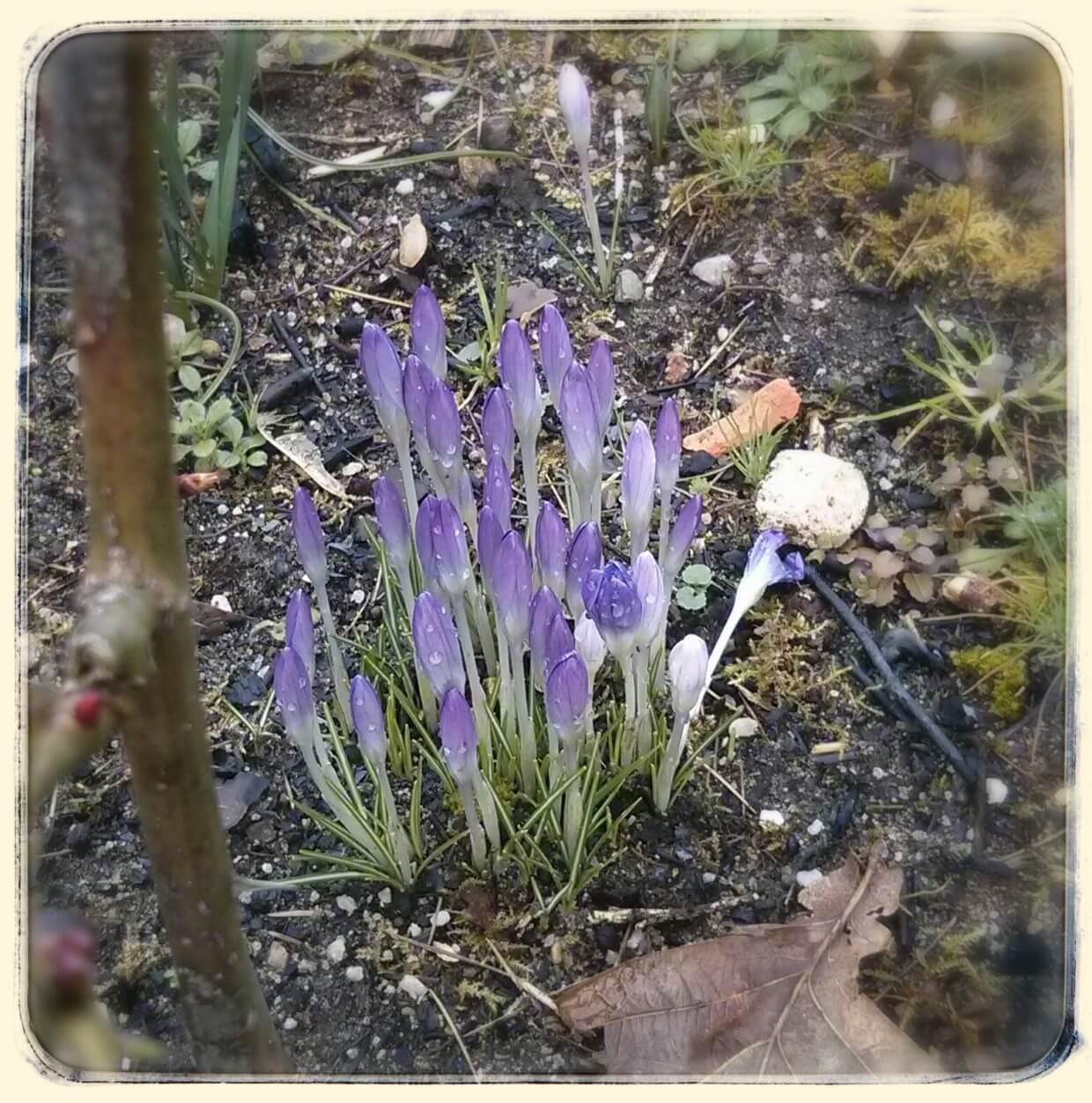 Perce-neige