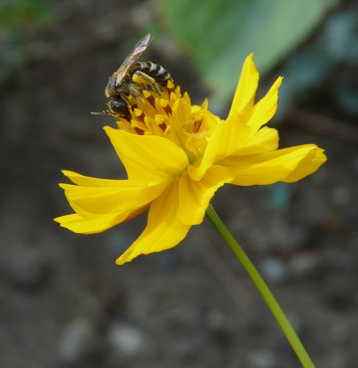 Fleur jaune